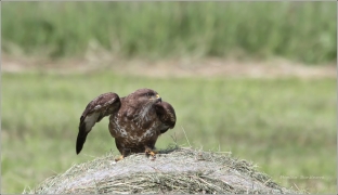 <p>KÁNĚ LESNÍ (Buteo buteo) /Common buzzard - Mäusebussard/</p>